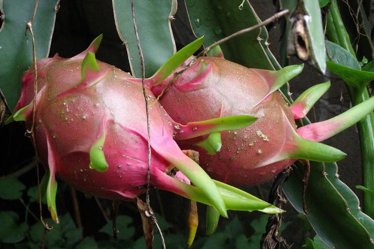 Red Dragon Fruit Seeds Spectacular Flowers Very Easy to 