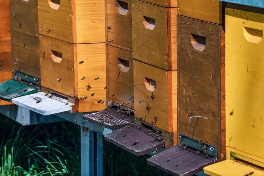 Key Rules for Effective Beekeeping Management
