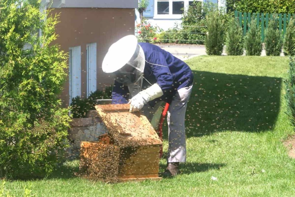 Beekeeping Management