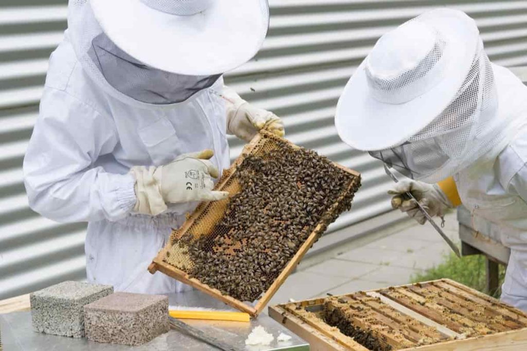 Beekeeping Method