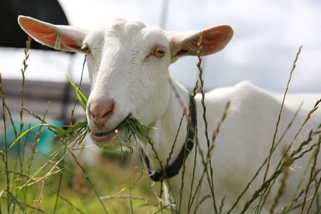 Key Rules for Effective Goat Farm Management