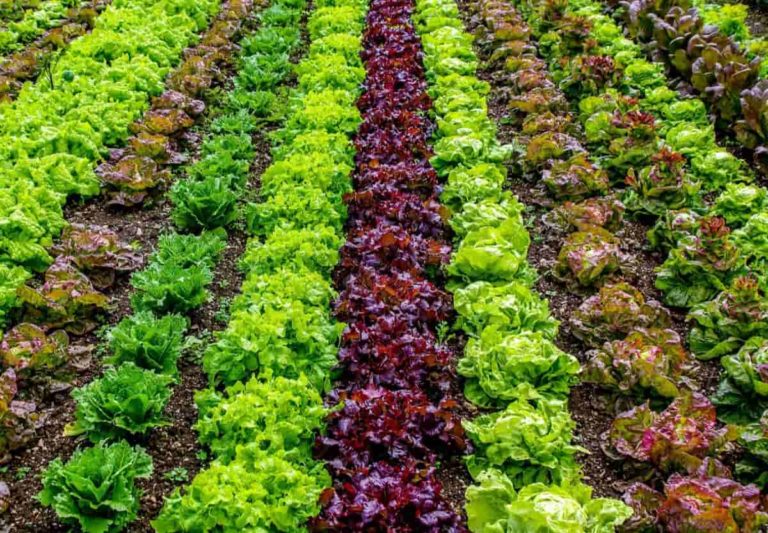 Homemade Fertilizer for Vegetable Garden – A Detailed Guide for Beginners