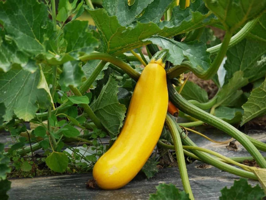 Zucchini-Gemüse