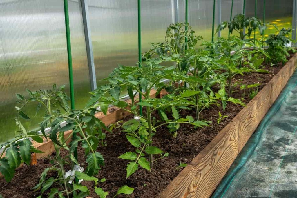 Greenhouse Soil Preparation