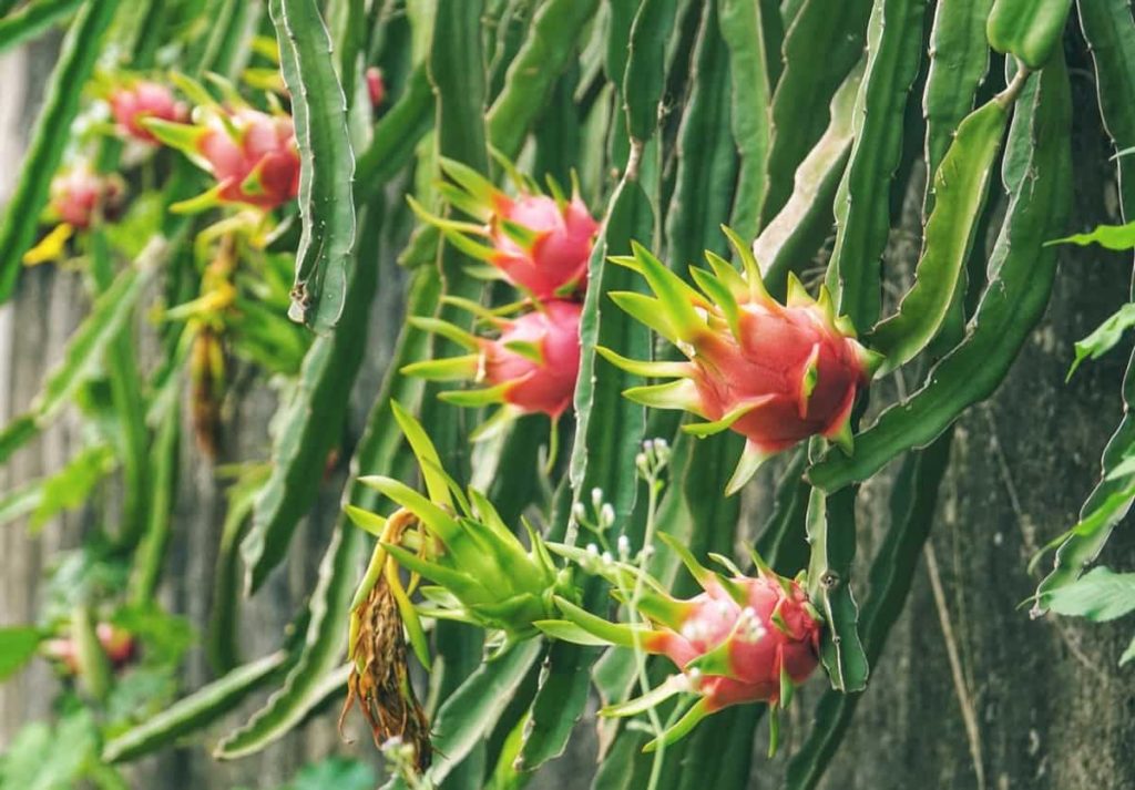 How to Grow Dragon Fruit from Scratch