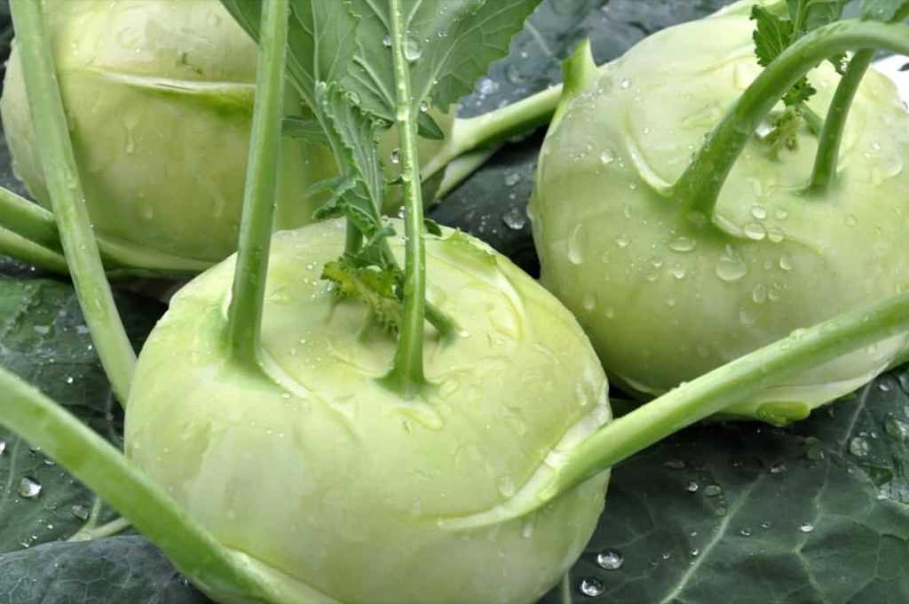 How to Grow Kohlrabi from Seed to Harvest