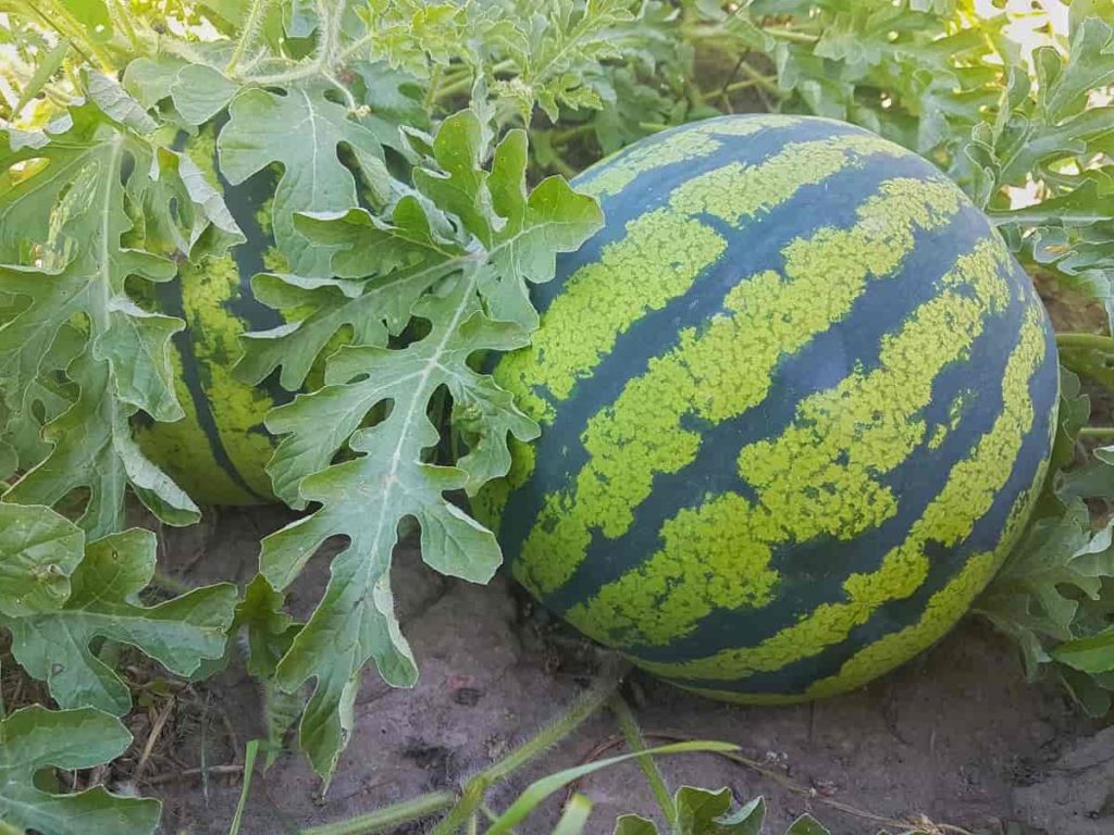 How to Grow Watermelon from Seed to Harvest