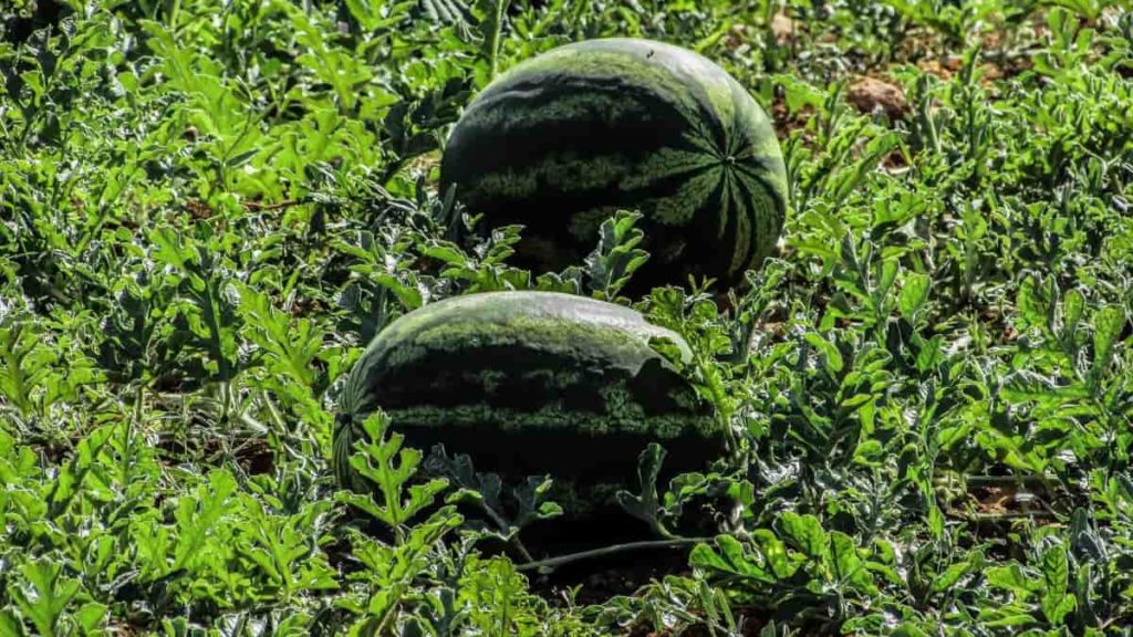 Watermelon Yield