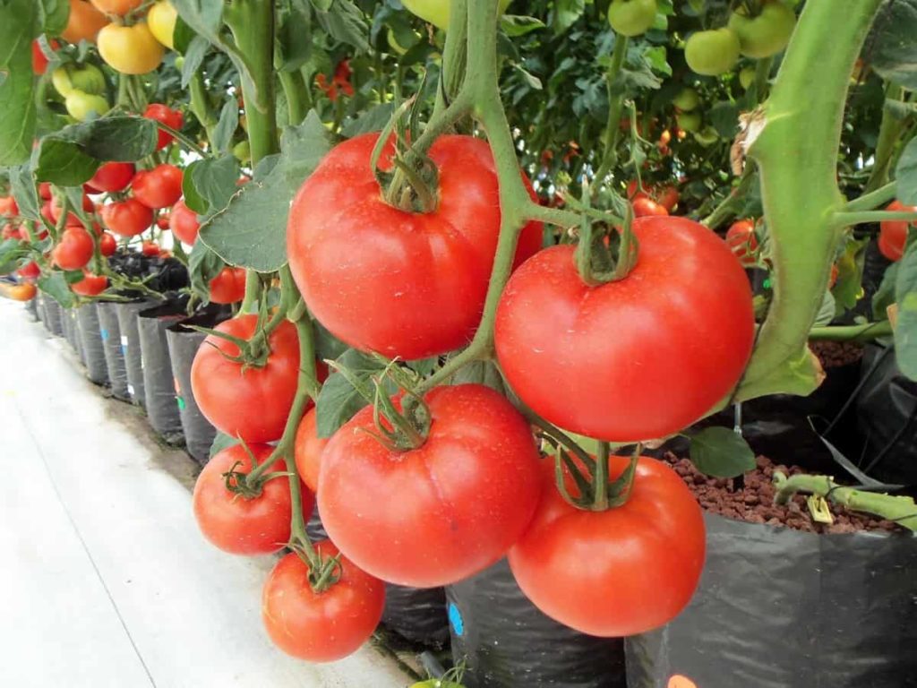 Hydroponics Tomato Farming