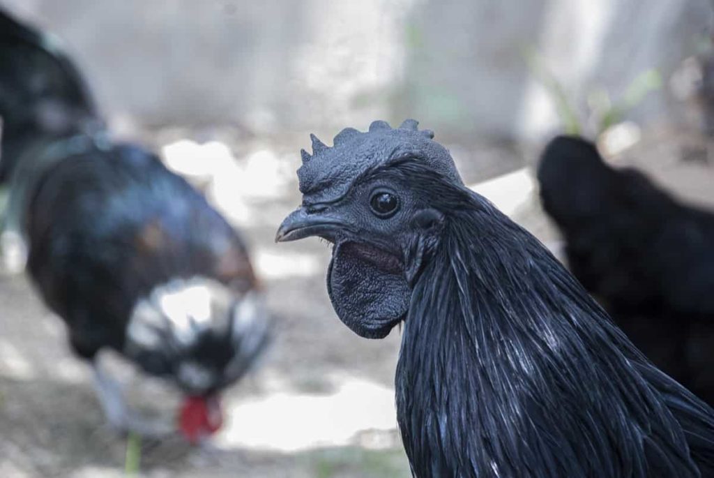 Raising Kadaknath Chickens (Black Chicken) in India