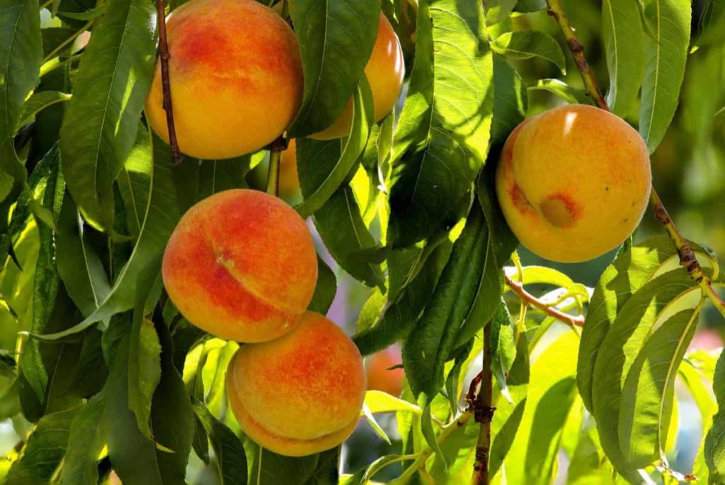 How to Start Peach Farming in the USA from Scratch
