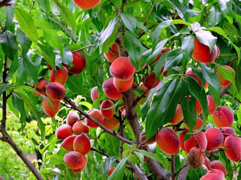 How to Start Peach Farming in the USA from Scratch: A Step-by-Step Guide for Beginners