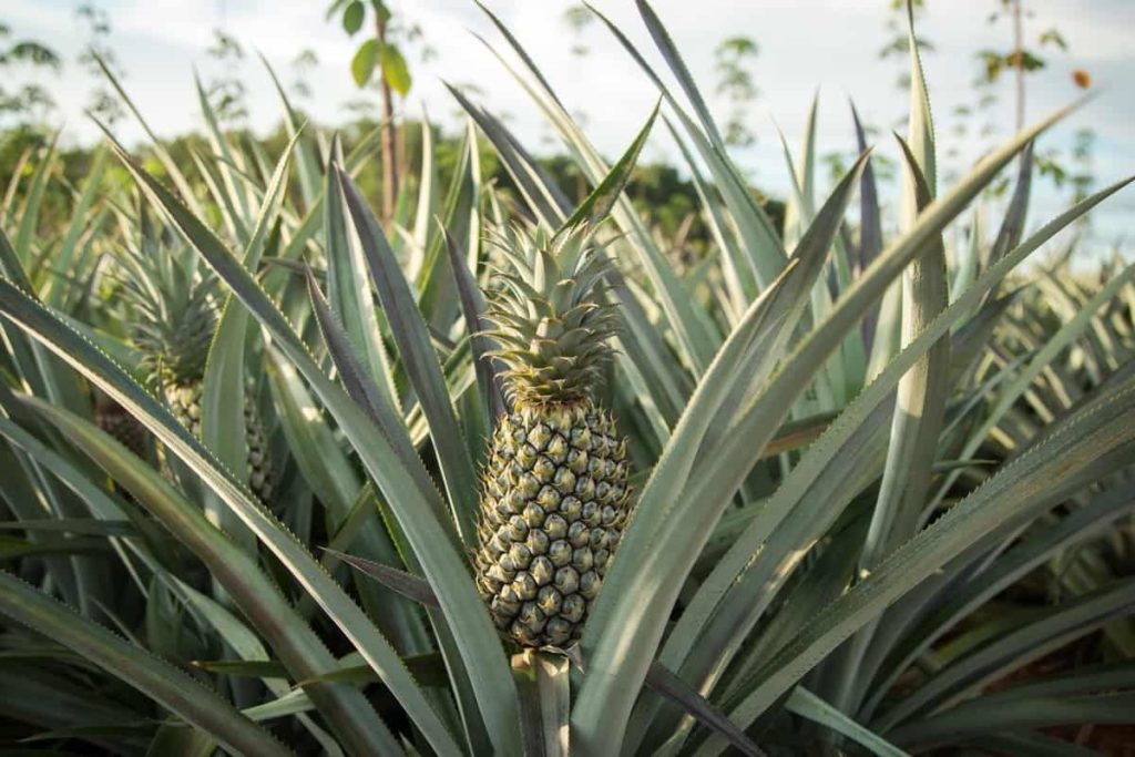 Pineapple Production