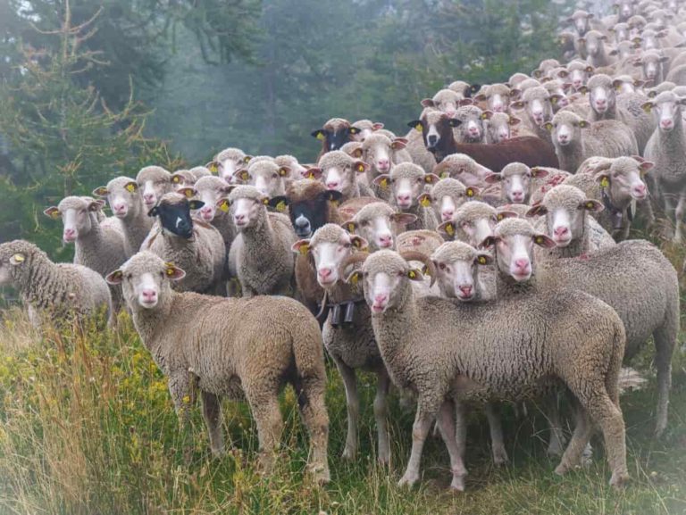 16 Key Rules for Effective Sheep Farm Management: From Planning to Reduce Production Cost