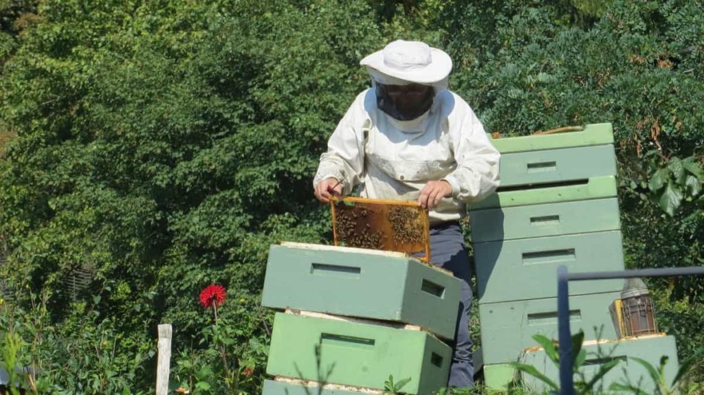 Honey Bee Farming