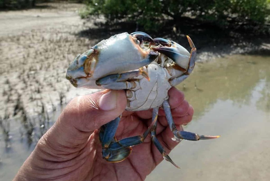 Crab in Hand 