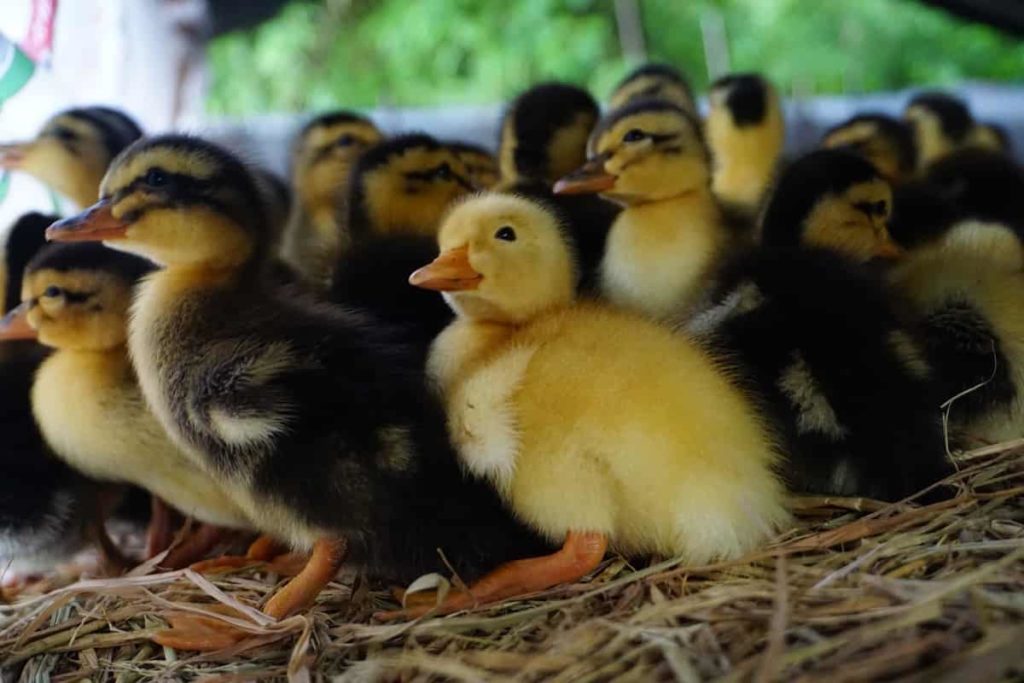 How to Start Duck Farming From Scratch
