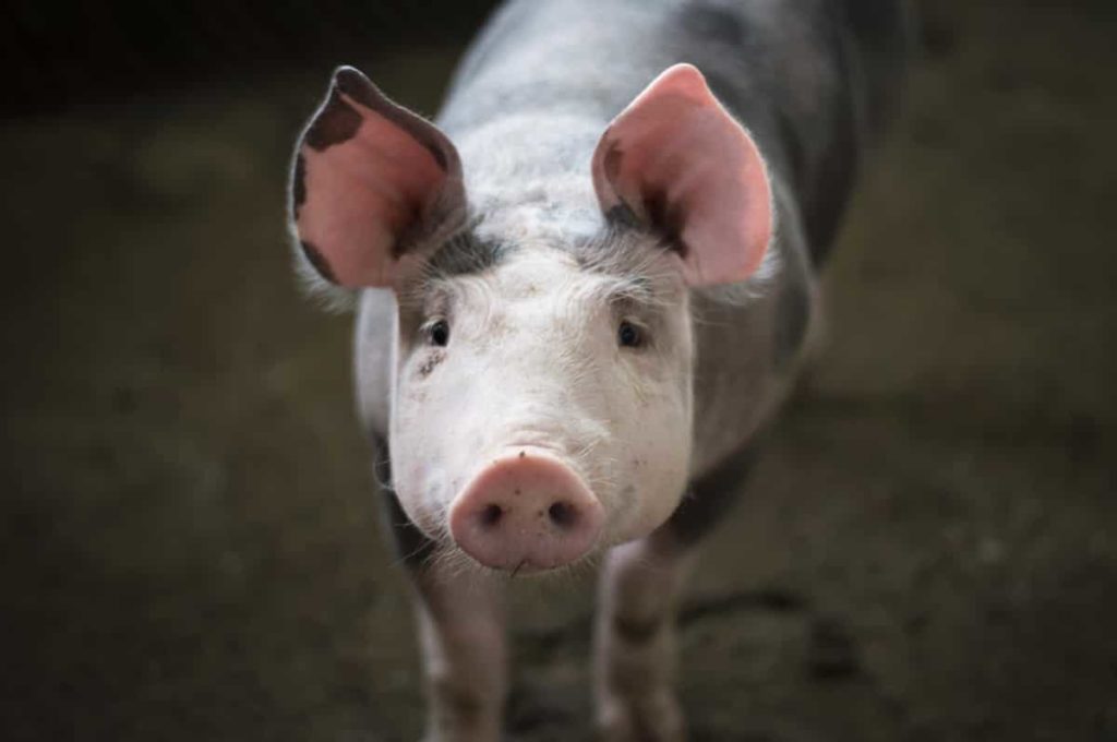How to Start Pig Farming from Scratch