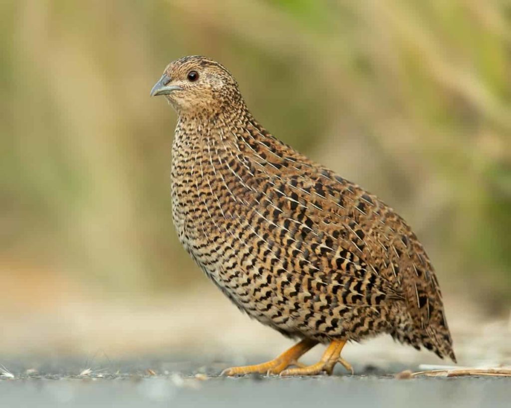 How to Start Quail Farming From Scratch