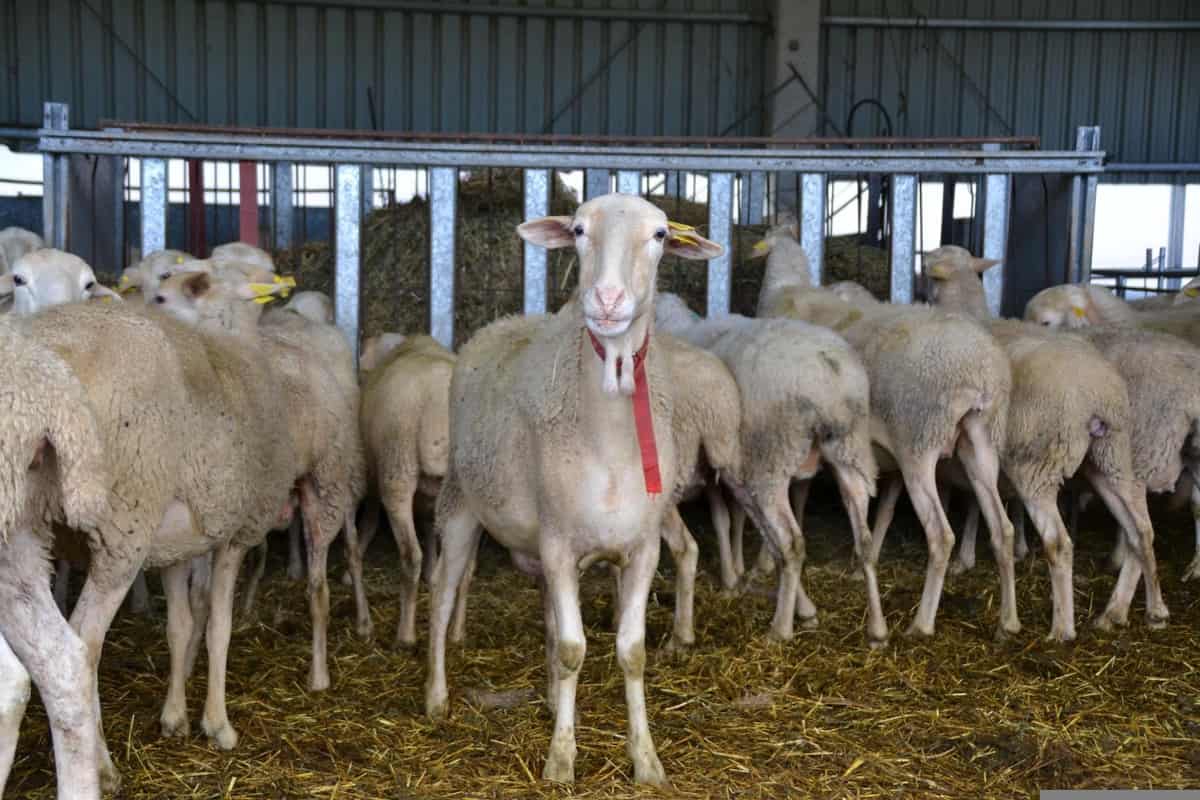 How to Start Sheep Farming From Scratch: A Detailed Guide for Beginners