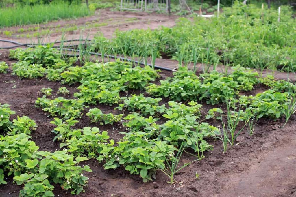 14 Key Rules for Successful Backyard Farming/Gardening