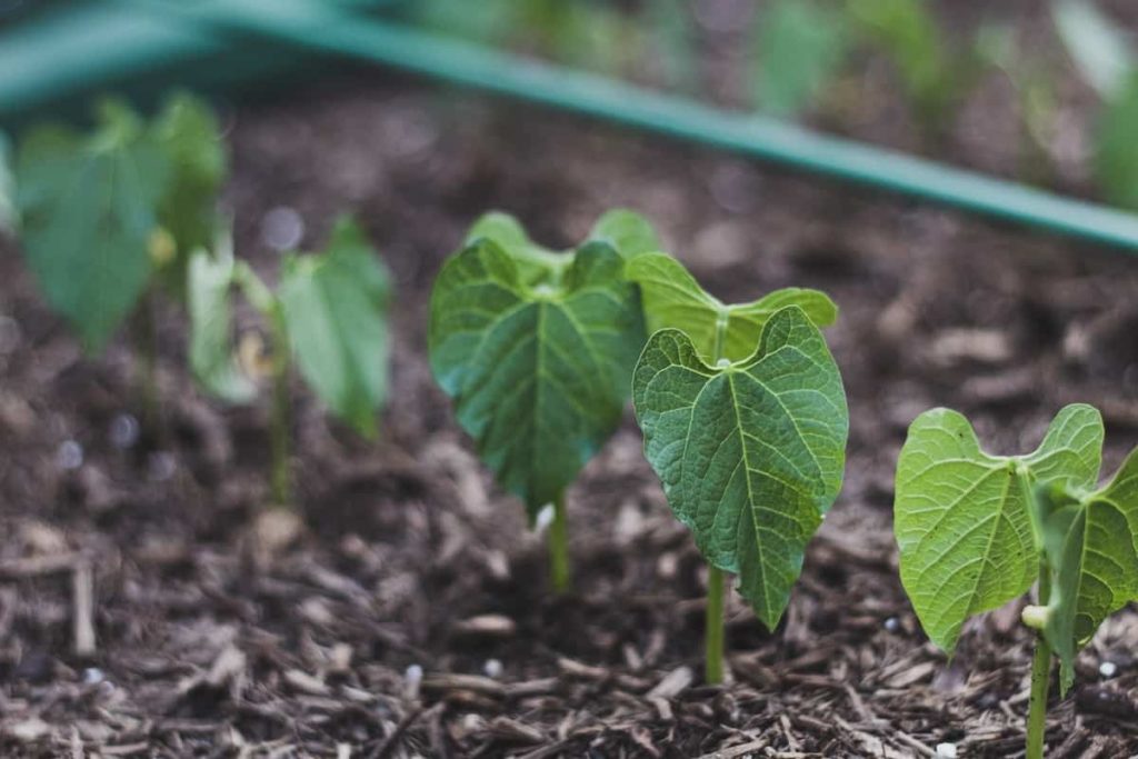 16 Key Rules for Successful Terrace Farming/Gardening