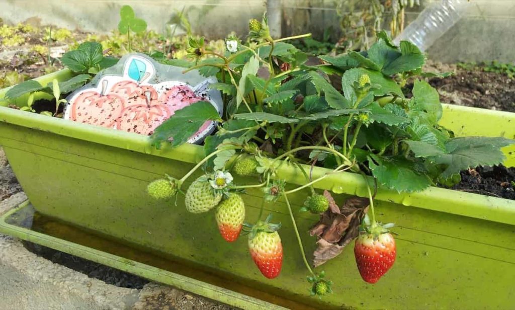 Strawberry gardening