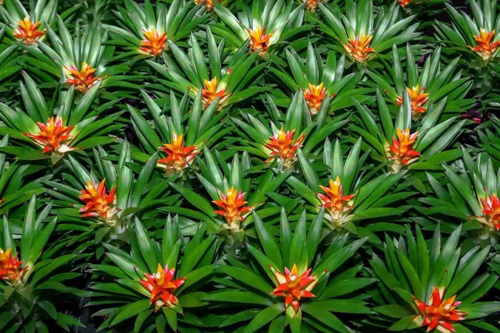 Bromeliads 