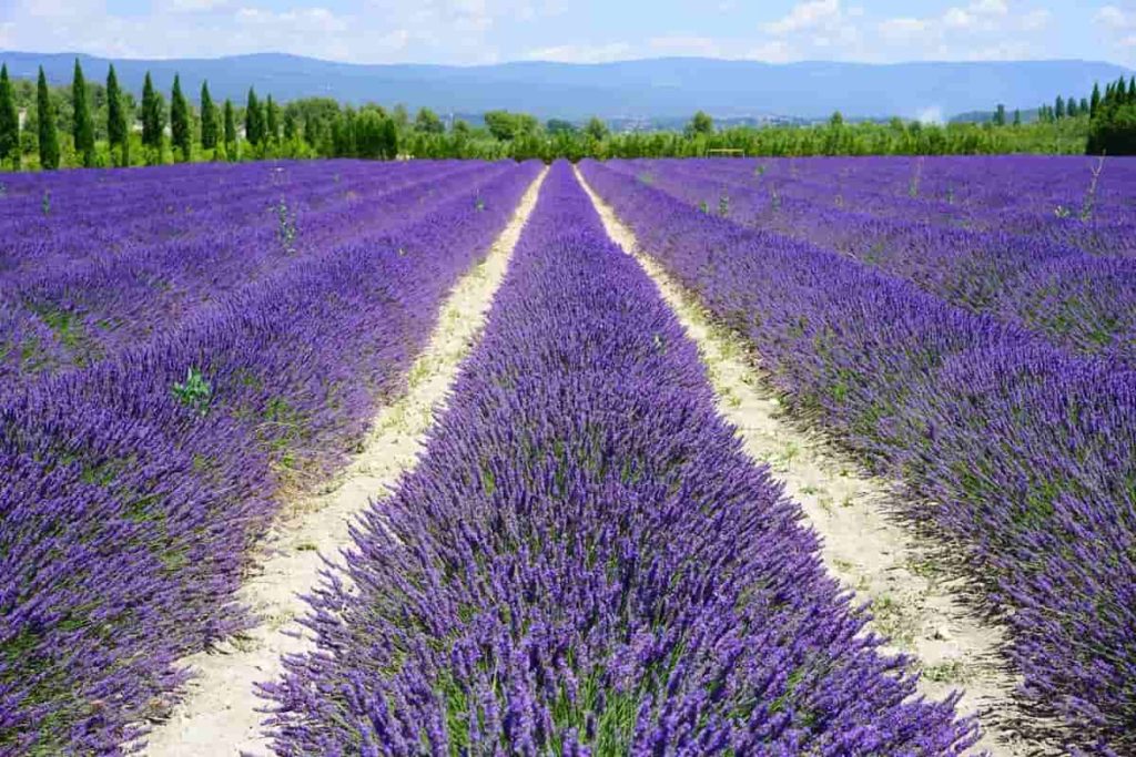 Lavender farming