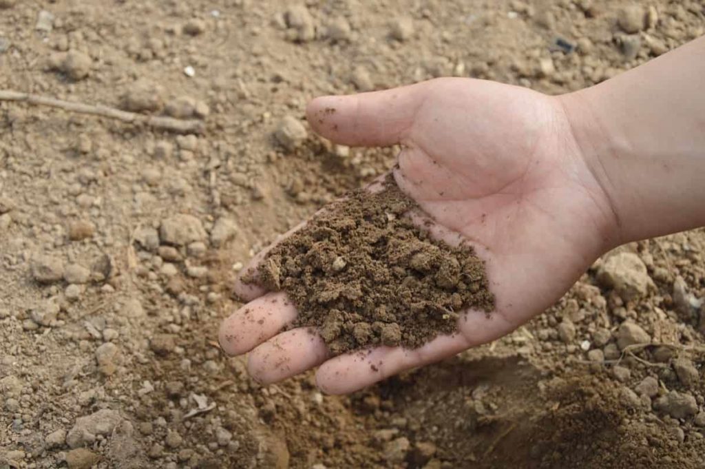 Soil requirements