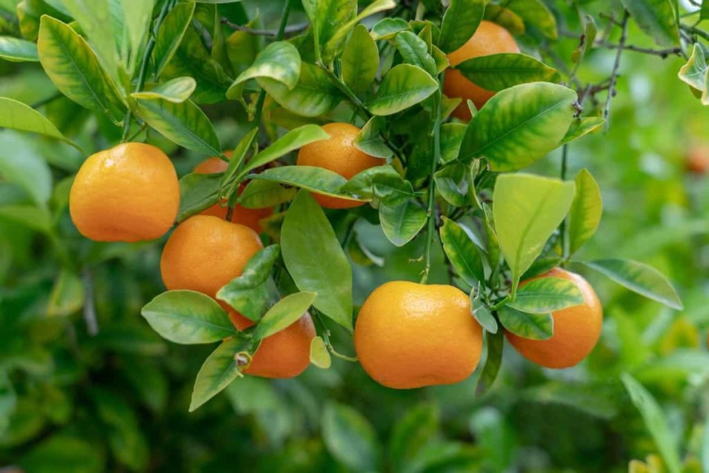 How to Grow Oranges in USA