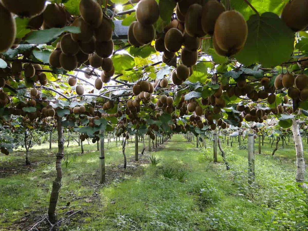 How to Start Exotic Fruit Farming in India