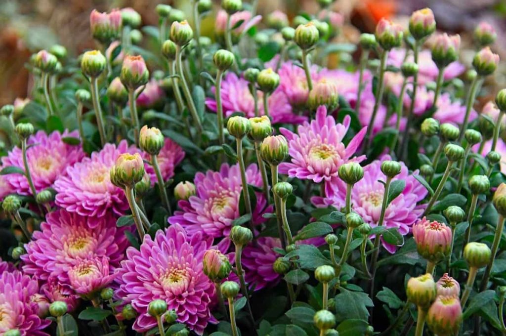 How to Keep Chrysanthemums Blooming