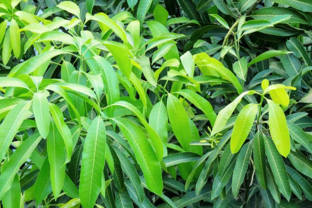 A Guide to Understanding Mango Tree Propagation