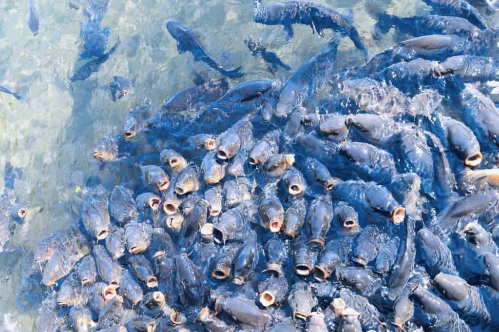 A Guide to Understand RAS Fish Farming