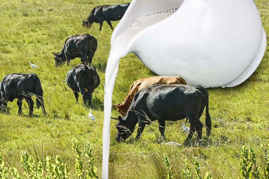 Top and Highest Milk Producing Cattle/Cow Breeds in India