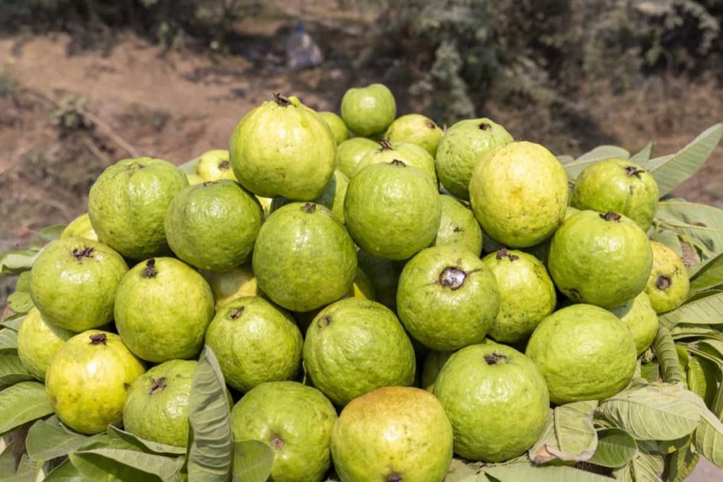 A Guide to Understand Guava Plant/Tree Propagation