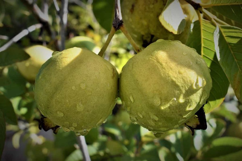 Guava farming