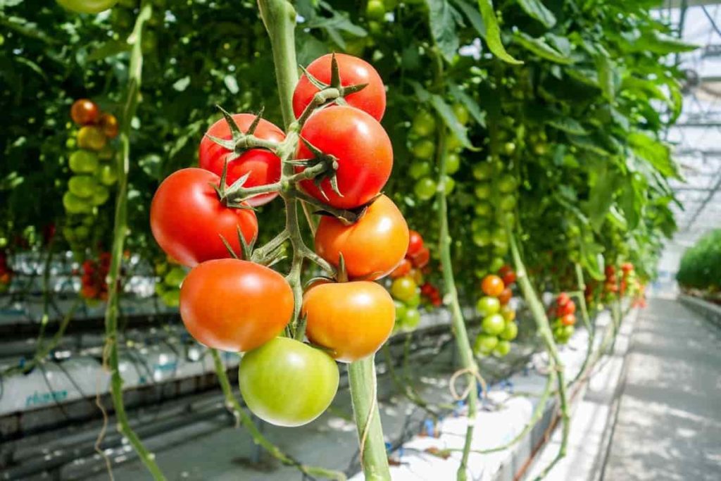 Polyhouse Tomato Farming
