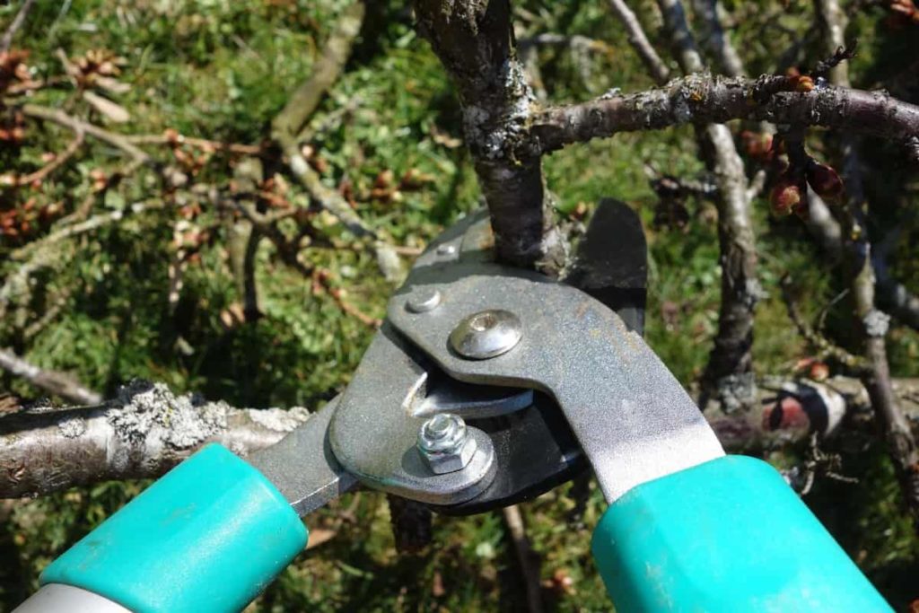 Tree Pruning Tool