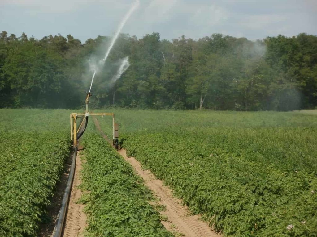 Potato Field Irrigation
