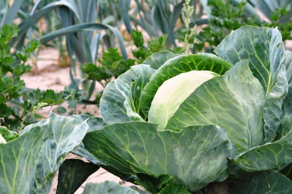 Vegetable Gardening/Farming ideas