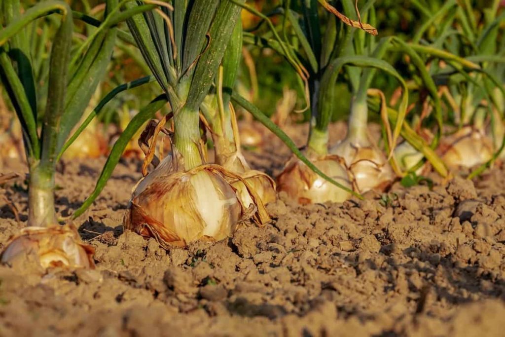 Onion farming