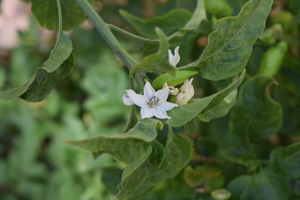 How to Control Western Flower Thrips in Chilli Crop