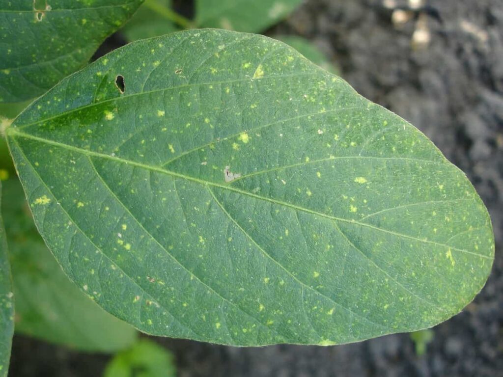 Leaf Virus