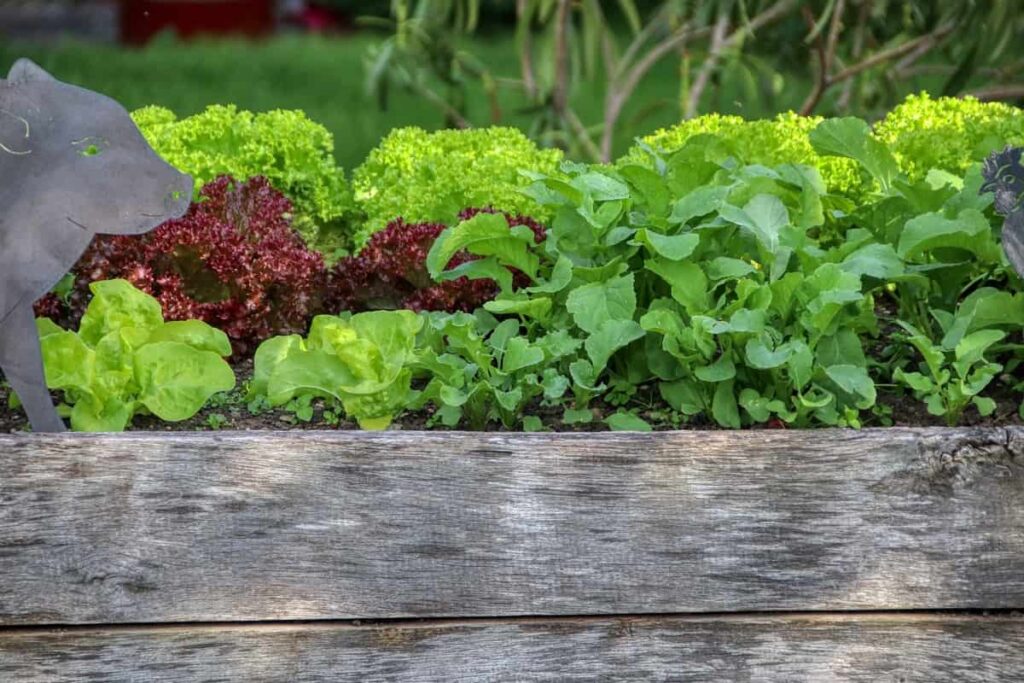 15 Cover Crops for Raised Beds