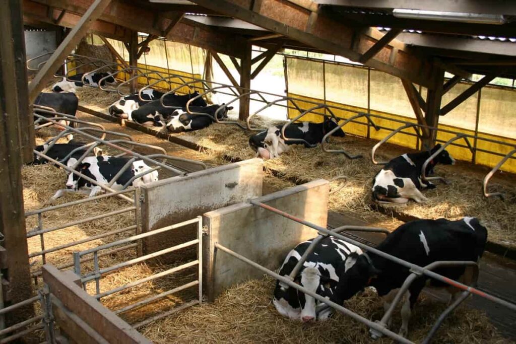Dairy Farming Loan in India: Benefits, Banks, Interest Rate, Documents, and  NABARD