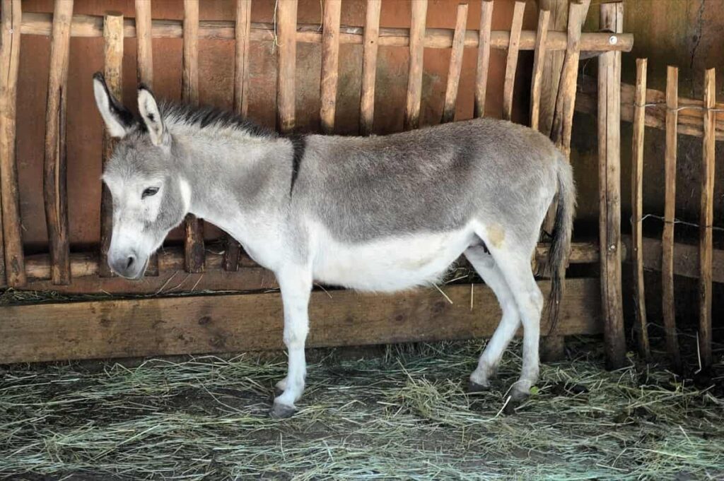 Donkey Farm Shed