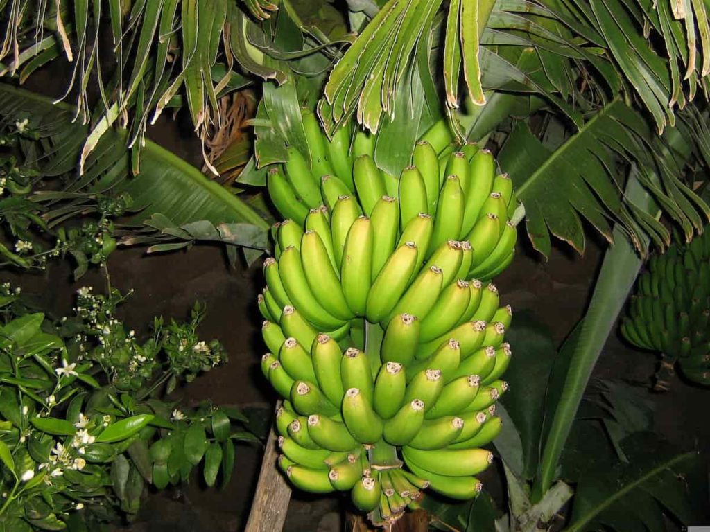Banana Farming