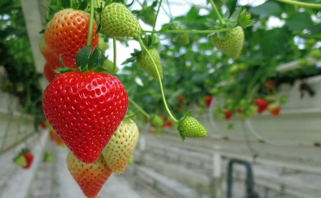 Strawberry Farming